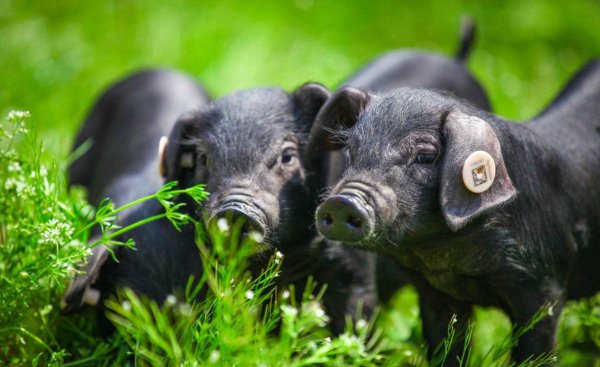 中国十大黑猪品种排名