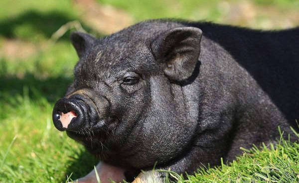 中国十大黑猪品种排名