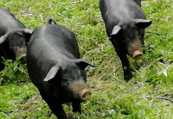 中国十大黑猪品种排名