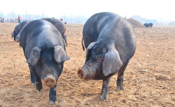 中国十大黑猪品种排名