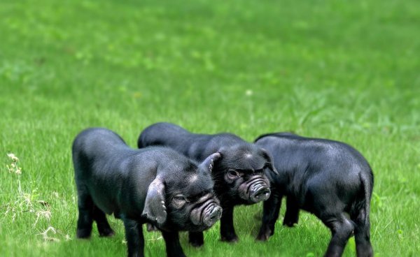 中国十大黑猪品种排名