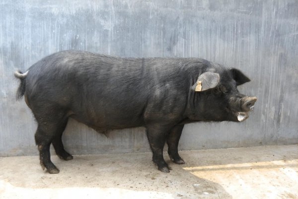 中国十大黑猪品种排名