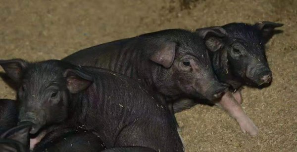 中国十大黑猪品种排名