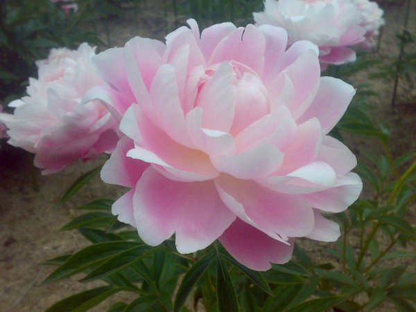 芍药不开花是什么原因造成的