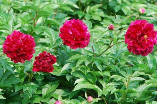 芍药不开花是什么原因造成的