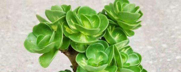 金钱木可以放卧室吗