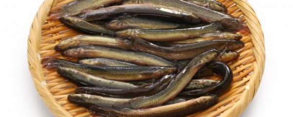 怎样挑选优质泥鳅鱼