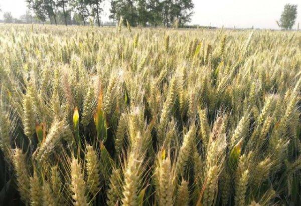 小麦吸浆虫什么时候打药最好