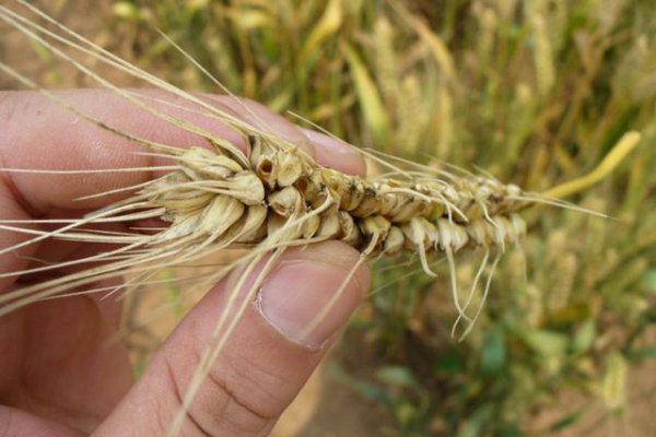 小麦吸浆虫什么时候打药最好