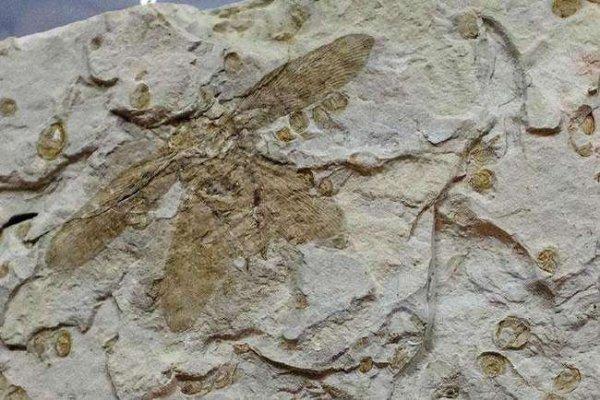 蟑螂为什么不能踩死