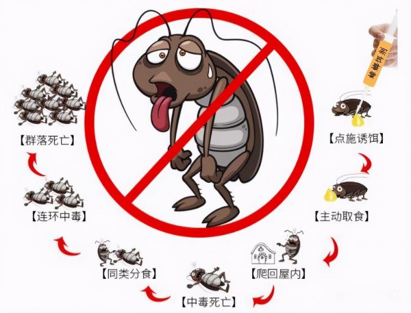 蟑螂为什么不能踩死