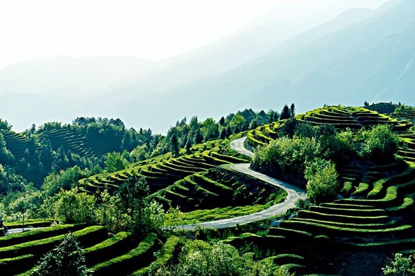 江西庐山名茶叫什么名字