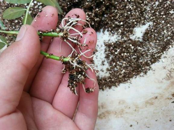 怎样判断月季生根了没有