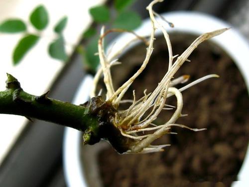 怎样判断月季生根了没有