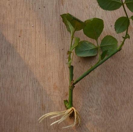 怎样判断月季生根了没有