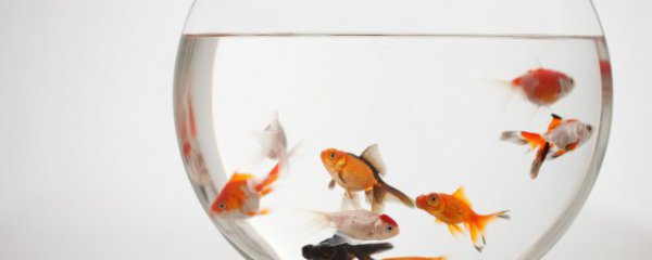 梦见鱼什么意思