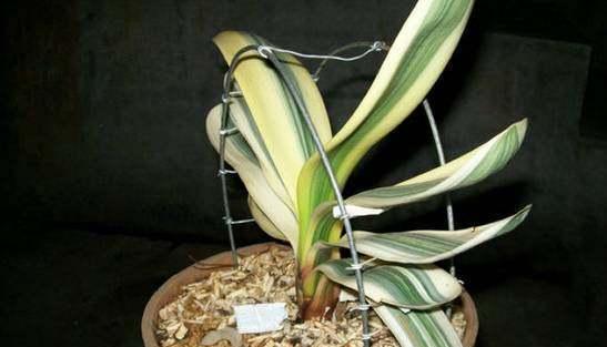 君子兰叶子长歪了怎么纠正