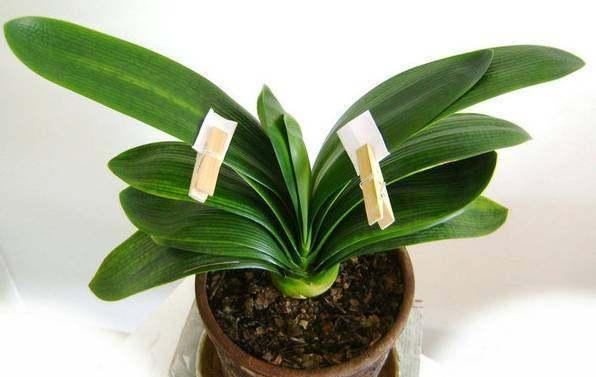 君子兰叶子长歪了怎么纠正