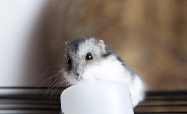 仓鼠一天喝多少水正常