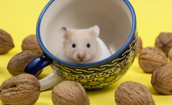 仓鼠一天喝多少水正常