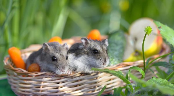 仓鼠一天喝多少水正常