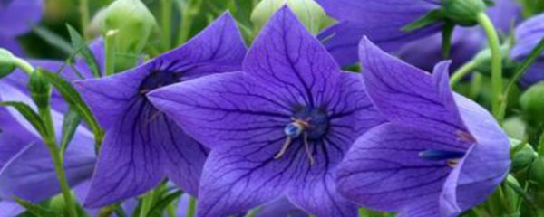 桔梗的功效有哪些