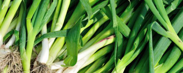 青蒜苗能生吃吗