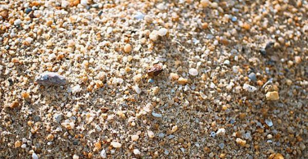 自制猫砂超简单不用猫砂