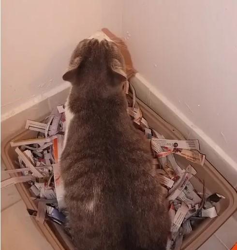 自制猫砂超简单不用猫砂