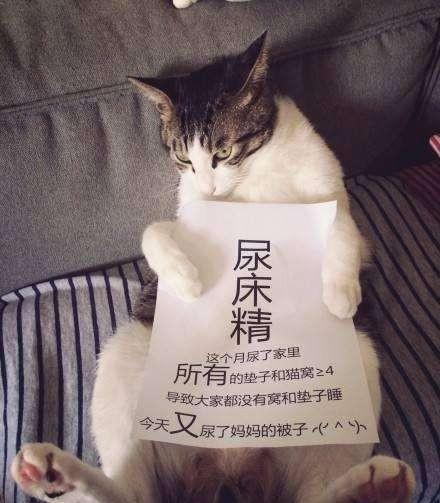 自制猫砂超简单不用猫砂