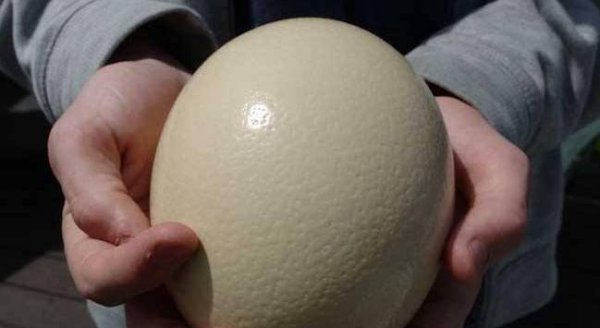 农村养鸵鸟赚钱吗