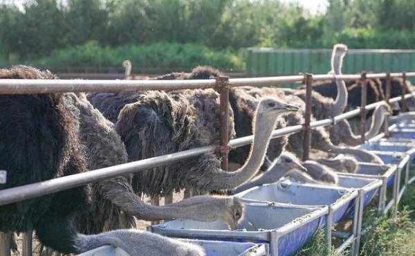 农村养鸵鸟赚钱吗