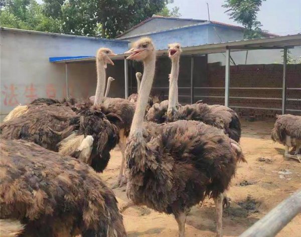 农村养鸵鸟赚钱吗