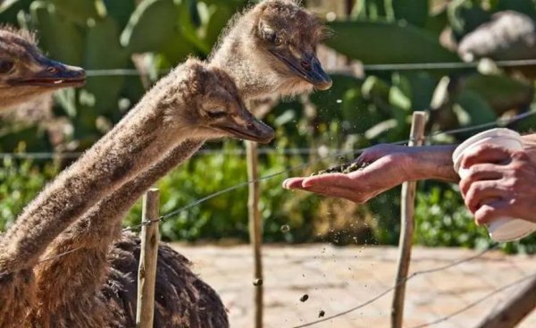 农村养鸵鸟赚钱吗