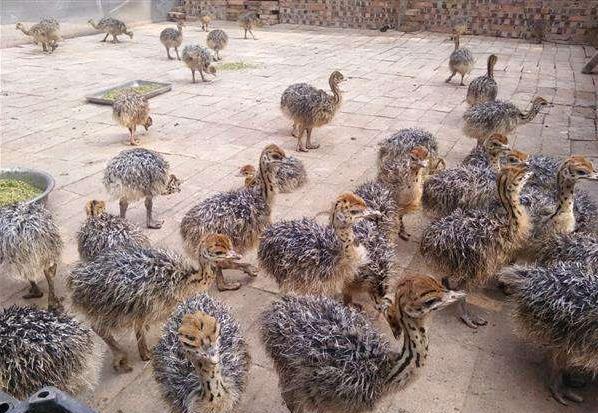 农村养鸵鸟赚钱吗