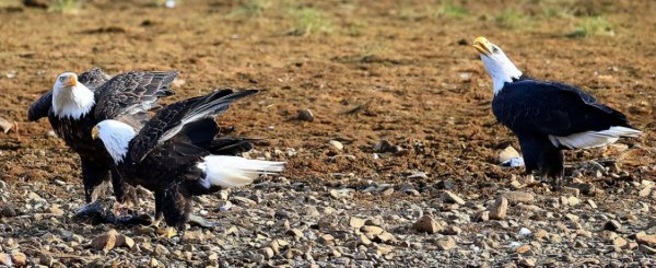 美国国宝动物是什么