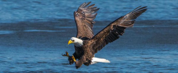 美国国宝动物是什么