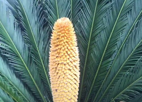 铁树花的功效与作用及食用方法