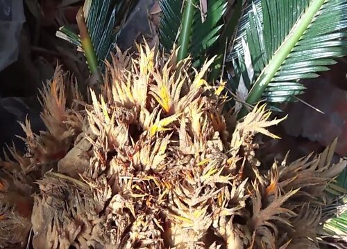 铁树花的功效与作用及食用方法