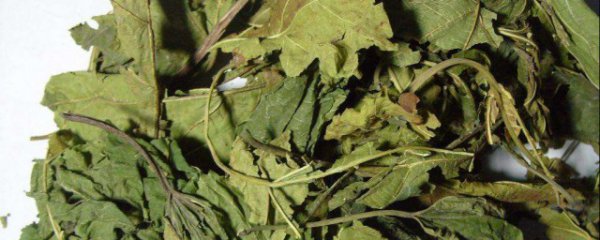 吃桑叶有什么好处