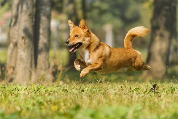 千万不要养土狗的原因