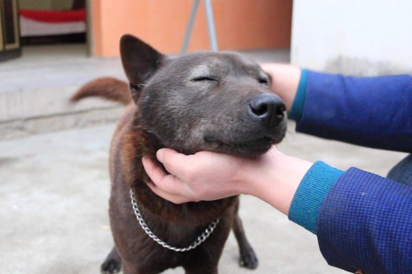 千万不要养土狗的原因