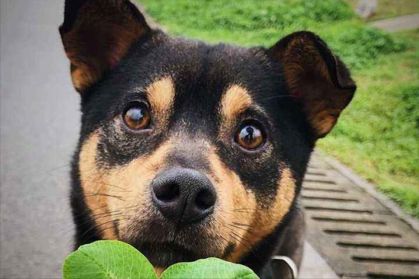 千万不要养土狗的原因