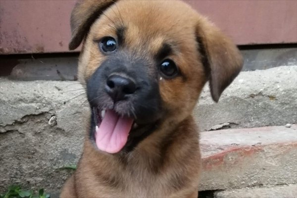 千万不要养土狗的原因