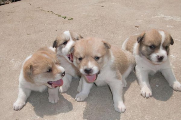 千万不要养土狗的原因