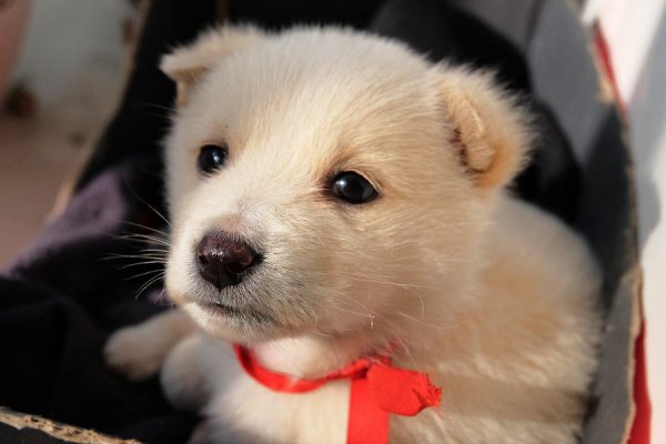 千万不要养土狗的原因