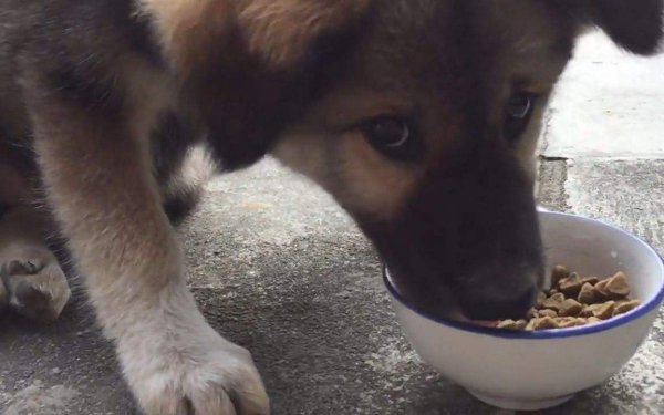 千万不要养土狗的原因