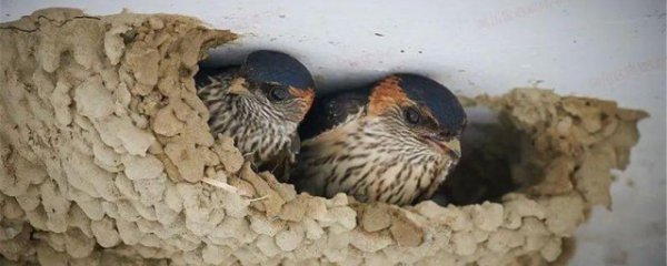 燕子筑巢位置有什么讲究