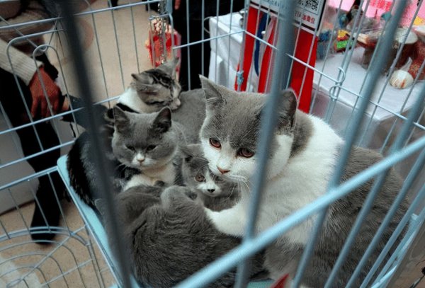 公猫贵还是母猫贵