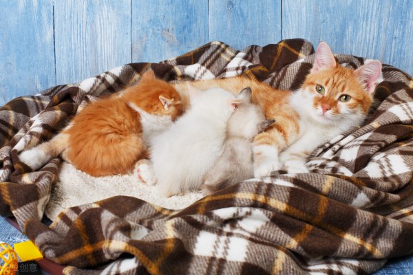 公猫贵还是母猫贵